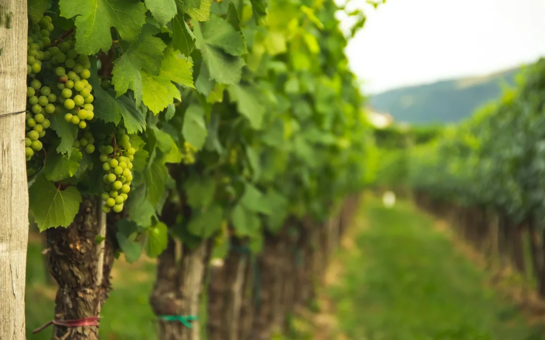 Vineyard Health Webinar